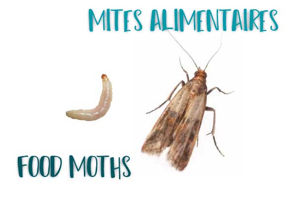 Pièges naturels - Anti mites alimentaires - Sachet de 2